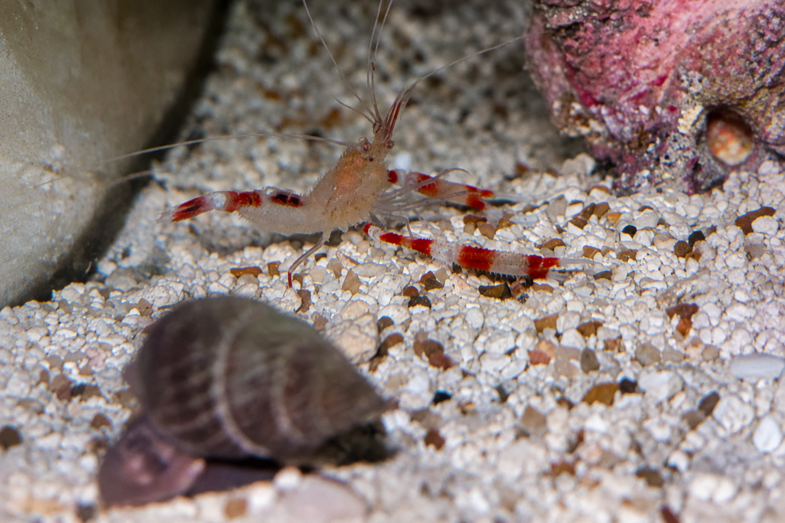 Jacques lives here.