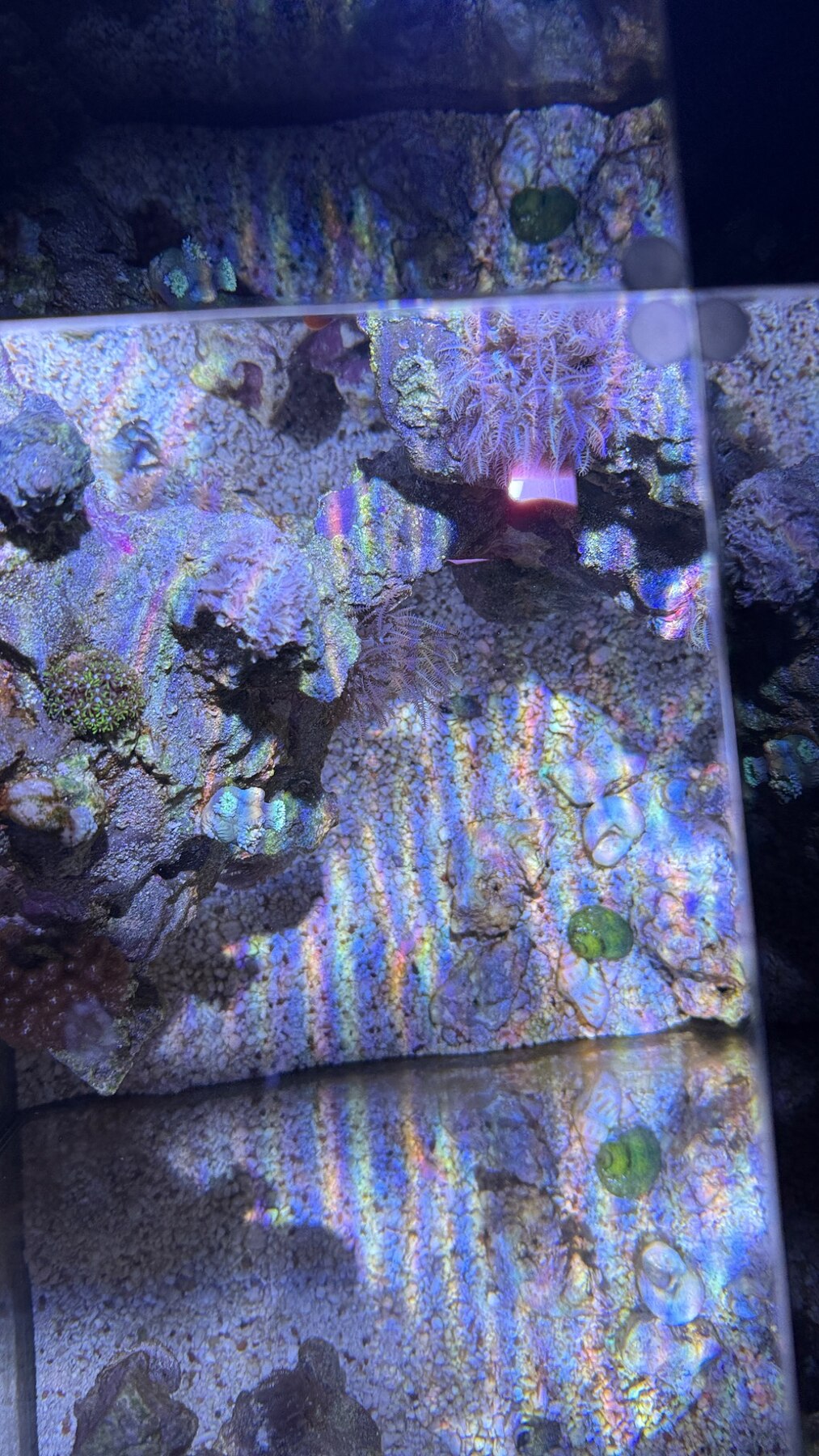 Coral you can inspect.